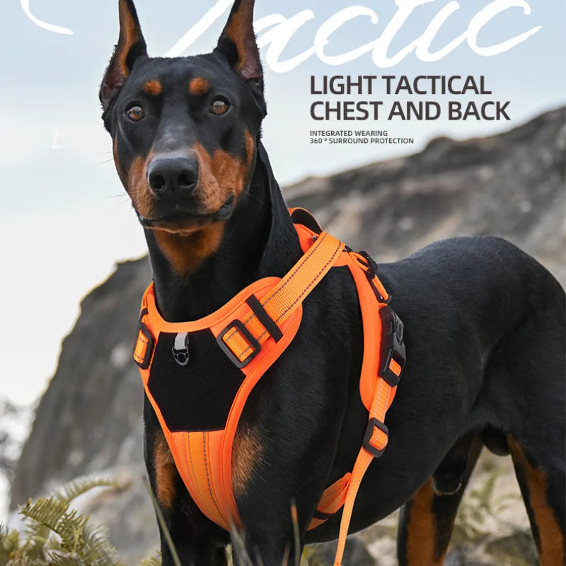 Dog Accessories