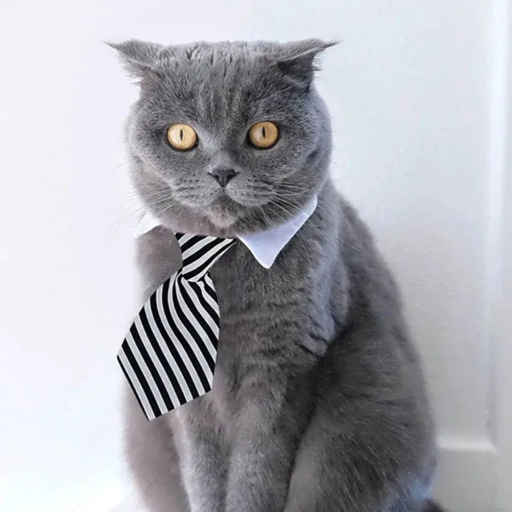 Formal Necktie Collar