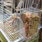 Removable Feeder for Birds