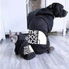 Comfy Winter Wear for Big Dogs
